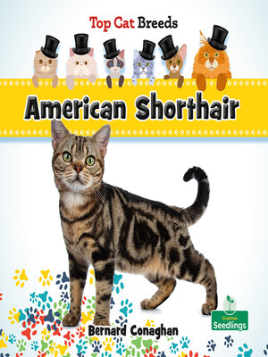 cover image of American Shorthair